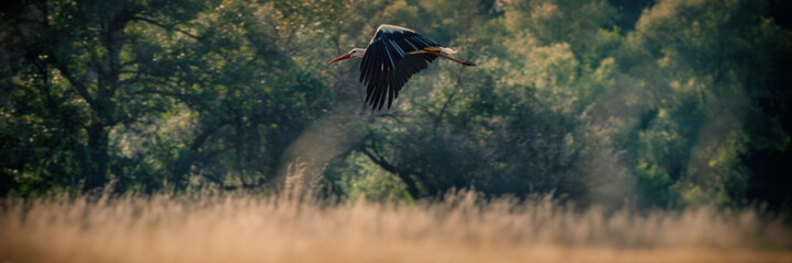 Stork in flight over a meadow in the countryside.