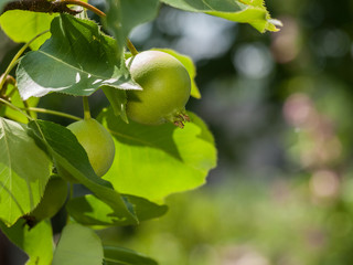 Branch of quince tree with fruits in a garden.