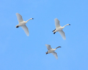 Tundra Swans in flight