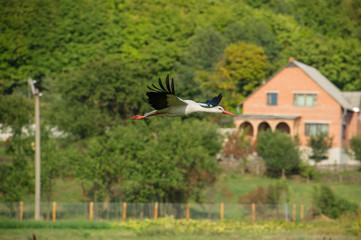 Stork in flight over a meadow in the countryside.