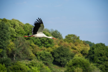 Stork in flight over a meadow in the countryside.