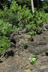 Pines on the slope of a frozen lava slide