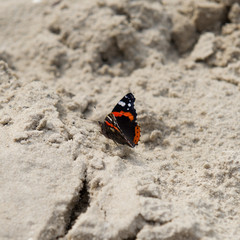 Fototapeta na wymiar butterfly sits on the sand. Web banner.