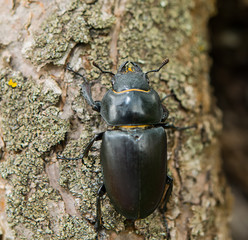 female deer beetle on the surface of tree bark.