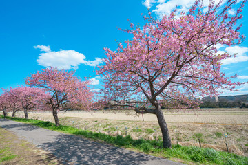 満開の河津桜