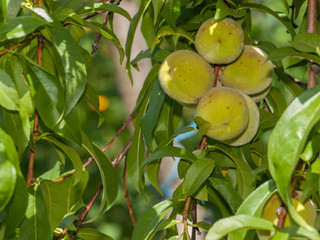 Branch of peach tree with fruits in a garden.