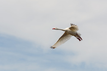 Aves