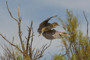 Aves