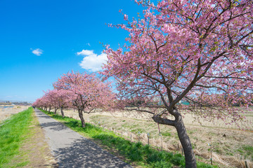 Fototapeta premium 満開の河津桜