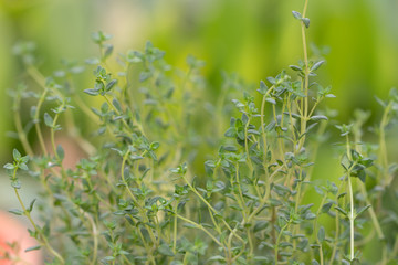 Thyme plant growing in the herb garden