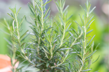 Rosemary in herb garden ,macro close up leaf