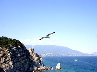 seagull on rock