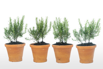rosemary in clay pot on white background, rosmarinus officinalis