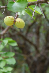 Branch of apricot tree with unripe fruits in the garden.