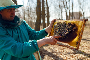Beekeeper holds frame with honeycomb out of beehive. Horizontal outside shot...