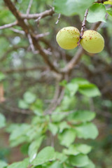 Branch of apricot tree with unripe fruits in the garden.