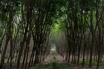 The rubber tree plantations are beautiful in Thailand.