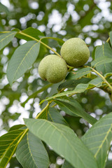 Branch of walnut tree with unripe nuts in the garden.