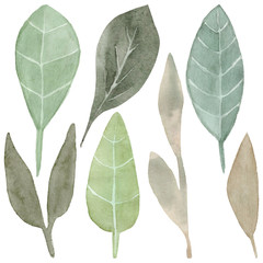 Isolated on white background of hand drawn watercolor delicate leaves. Design for wedding invitation, fabric, packaging, textile, cover, postcard, paper, greeting cards, blog. Green cute wildflowers.