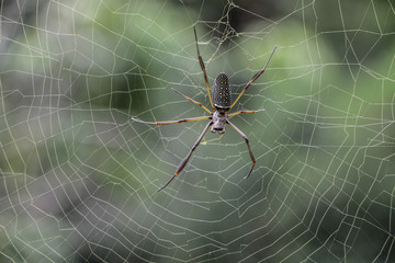 Aranha na teia Spider web