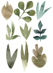 Isolated on white background of hand drawn watercolor delicate leaves. Design for wedding invitation, fabric, packaging, textile, cover, postcard, paper, greeting cards, blog. Green cute wildflowers.