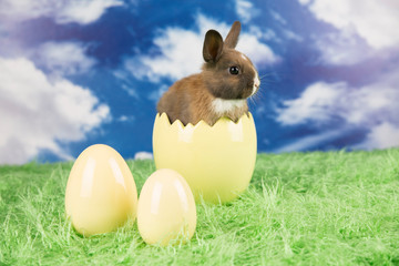 Easter rabbit in a shell of eggs. Pastel eggs.