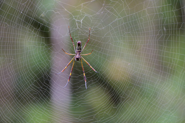 Aranha na teia Spider web