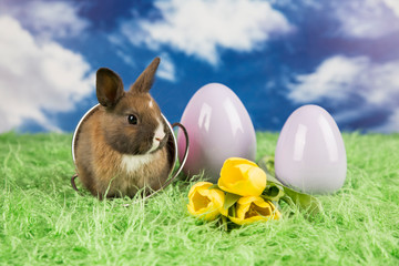 Easter rabbit. Colorful Easter eggs. Yellow tulips on the grass.