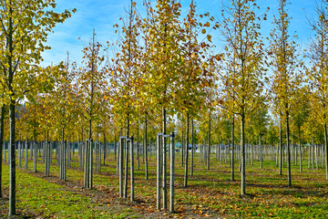 Privat garden, parks tree nursery in Netherlands, specialise in medium to very large sized trees, grey alder trees in rows