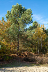 Fototapeta premium Landscape with autumn forest growth on sand, National park Druinse Duinen in North Brabant, Netherlands