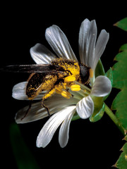 The fly landed on a white flower and began to feed on sweet nectar. The whole body of the fly is covered with yellow flower pollen.