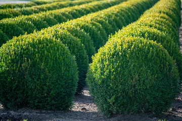 Evergreen buxus or box wood nursery in Netherlands, plantation of big round box tree balls in rows...