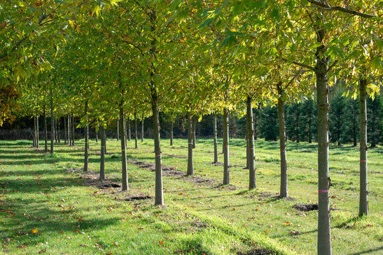 Public and privat garden, parks tree nursery in Netherlands, specialise in medium to very large sized trees, grey alder trees in rows in autumn