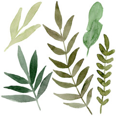 Isolated on white background of hand drawn watercolor delicate leaves. Design for wedding invitation, fabric, packaging, textile, cover, postcard, paper, greeting cards, blog. Green cute wildflowers.