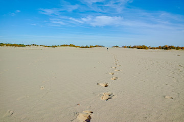 One man goes away to yellow sand dunes, footsteps on sand in National park Druinse Duinen in North Brabant, Netherlands