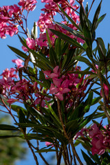 rosa Oleander
