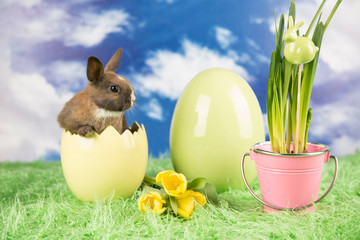 Easter rabbit. Colorful Easter eggs. Yellow tulips on the grass.