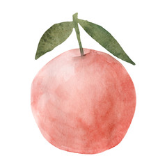 Watercolor orange fruit. Hand drawn summer illustration. Design for fabric, packaging, textile, cover, postcard, paper, stationery, scrapbooking, wrapping, clothes, stickers, cards, posters, logo