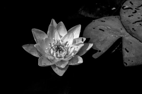 White flowers water lilies grow in the dark water of the small river Uday near the shore, which is a small settlement in early summer in Ukraine. Black and white variant.