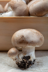 Fresh organic brown chestnut champignons from underground caves in Belgium