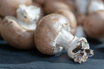 Fresh organic brown chestnut champignons from underground caves in Belgium