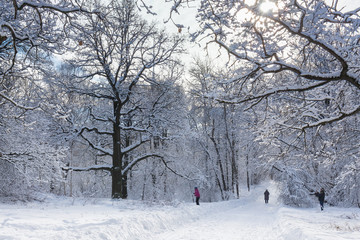 Footpaths in the Moscow city Park. Trees in snow. Sunny winter day.  Vacationers citizens walk in the Park and ski.