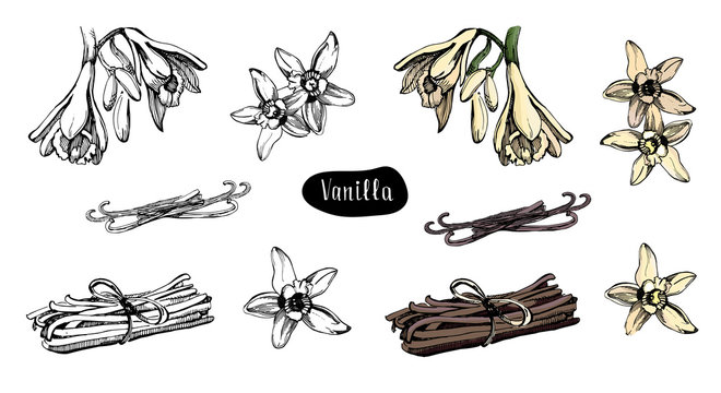 Vanilla Bean Vector Images – Browse 3,273 Stock Photos, Vectors, and Video  | Adobe Stock