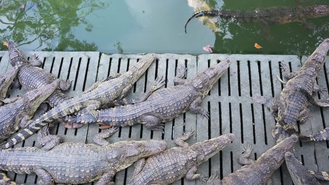 Close up Crocodile at the national park with 4K resolution. Wildlife animal concept.