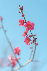 Fototapeta na wymiar Blooming branch of Prunus mume 'Beni-chidori' Tree against blue sky. Selective focus, vertical format. Concept: joyful spring, spring gardening