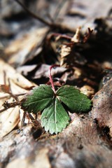 Wild Strawberry - Plant Photography