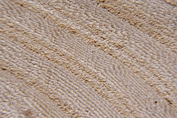 Wood texture, wood background. Tree cut close-up, macro shot