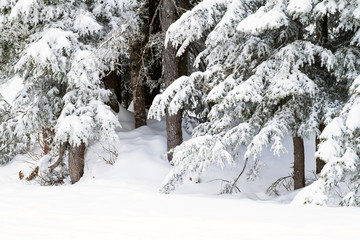 Snow rests gently on the branches of evergreen or coniferous trees; snow drifts surround tree trunks