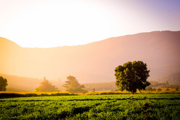 Obraz premium Landscape