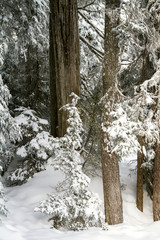 Snow rests gently on the branches of evergreen or coniferous trees; snow drifts surround tree trunks